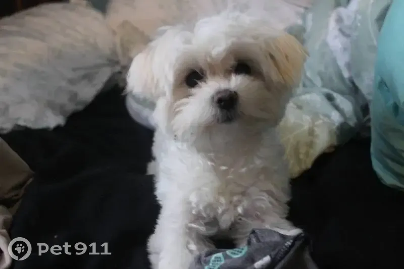 Lost Собака, North 53rd Street, 3804, Tampa - all white Maltese - photo