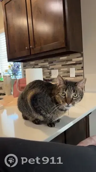 Missing cat Male, Springdale (usl532243) - photo