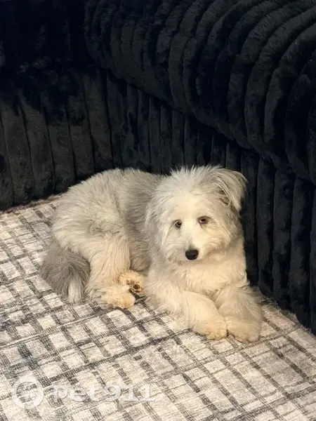 Lost Dog, Female, Ringgold, Georgia - very timid with blue eyes - photo