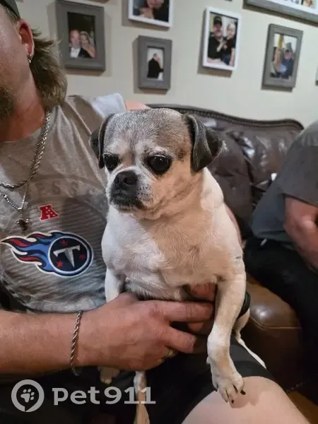 Found female dog, Manchester - white and beige - photo