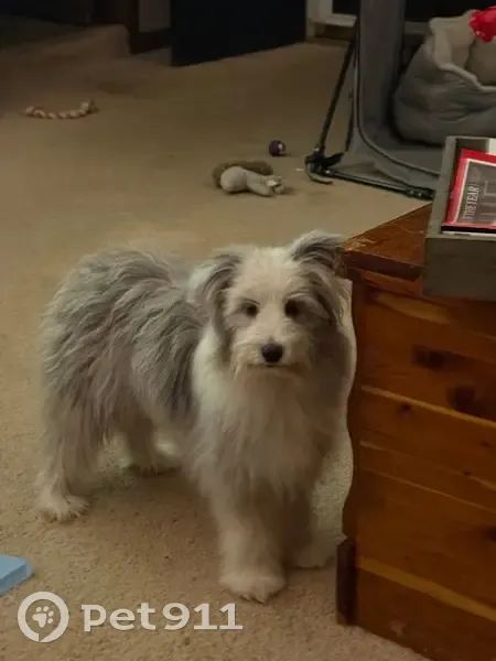 Lost собака, US-41, Ringgold - very timid - photo