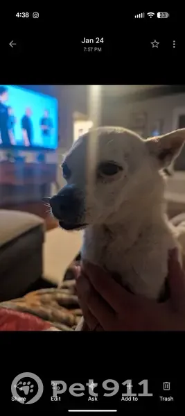 Lost Собака, Male, North Robson, 360, Mesa - deaf and going blind - photo