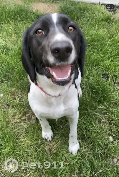 Lost Dog: Black & White on Hogbin Dr - photo