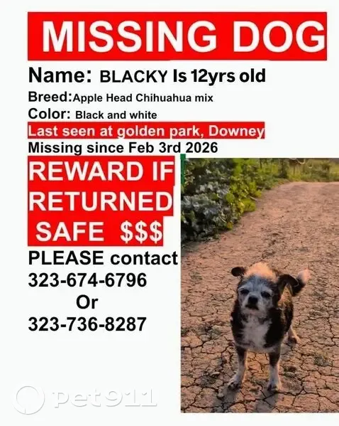 Lost Dog, Downey, California - Male with White Chest and Paws - photo
