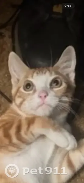 Lost Кошка, West 26th Street, 1235, San Bernardino - orange with white markings - photo