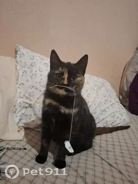 Зникла молода кішка на Краківській, 6, Київ - photo