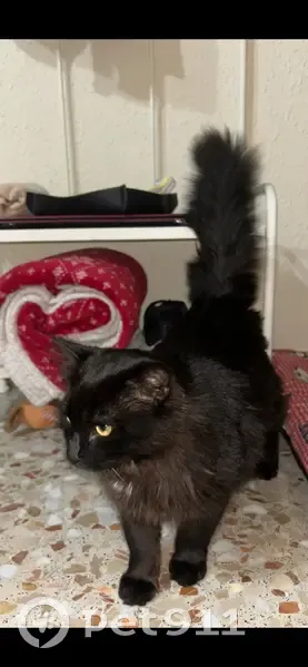 Gato Negro Perdido en La Romana: Cariñoso y Joven - photo