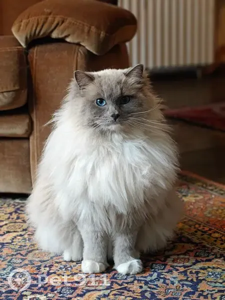 Perdu chat Ragdoll, Rue des Prés Lorets, Fontenay-sous-Bois - peureux, souvent caché - photo