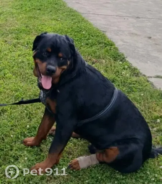Lost Собака, Old Peace Valley Road, 989, Ash Flat - Black long haired German Rottweiler - photo