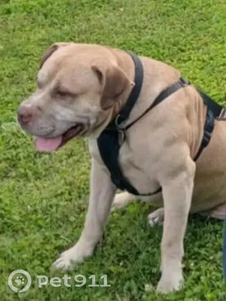 Lost Собака, Old Peace Valley Road, 1039, Ash Flat - red nose pit - photo