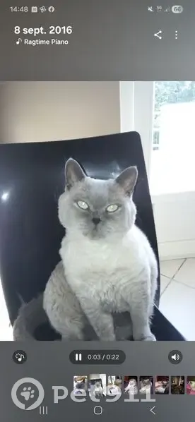 Perdu chat mâle, Rue de Bel-Air, 33, Givors - pelage gris clair/foncé, yeux bleus - photo