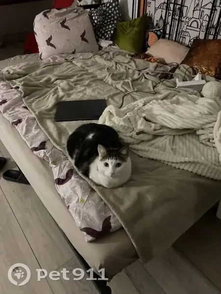 Perdu chat homme, Rue des Ruines, Montreuil, Paris - blanc et noir avec 