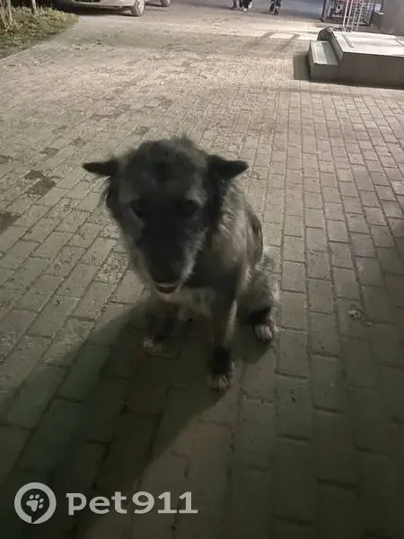 Знайдена розумна собака на вул. Мазепи, Львів - photo