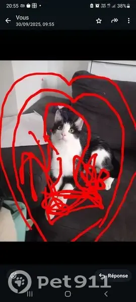 Perdu chat homme, Mail du Clos Saint-Vincent, 2, Noisy-le-Grand - noir et blanc très sociable - photo