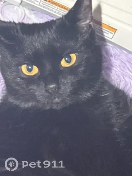 Lost Кошка, Female, Scottsburg, Indiana - fully black with orange eyes - photo
