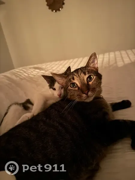 Lost Кошка, North Autumn Rose Avenue, 3106, Fayetteville - mixed short coat tabby - photo