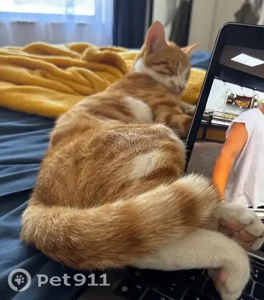 Lost Ginger Cat: Cheesecurl in Cape Town - photo