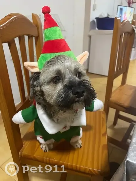 Perro Perdido en Lorca: Responde a Jack - photo