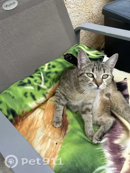 Trouvé chat femelle, Avenue Pierre Renaudel, 276, Toulon - tigré gris avec taches - photo