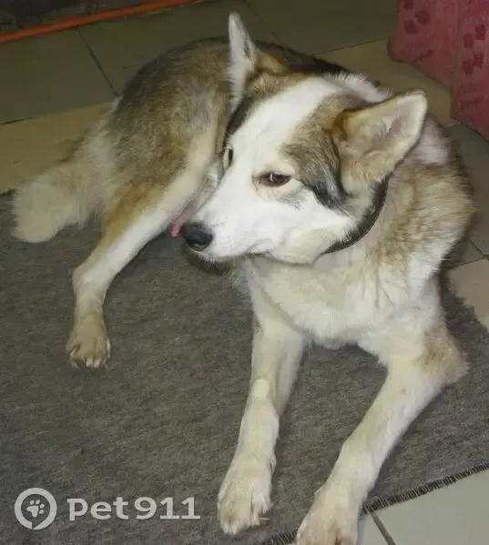 Зникла західно-сибірська лайка в Києві - photo