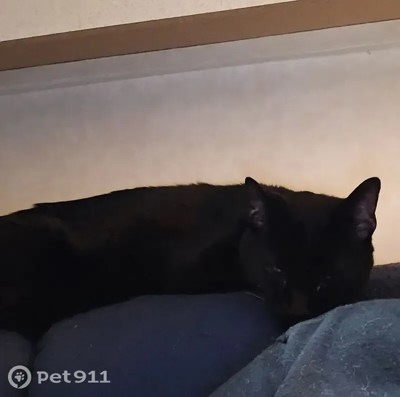 Lost Cat, Female, Karen Place, 26, Dover - Black with White Chest - photo