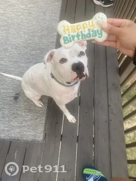 Lost Собака, Stone Mountain Highway, 4295, Lilburn - white with small black dots - photo