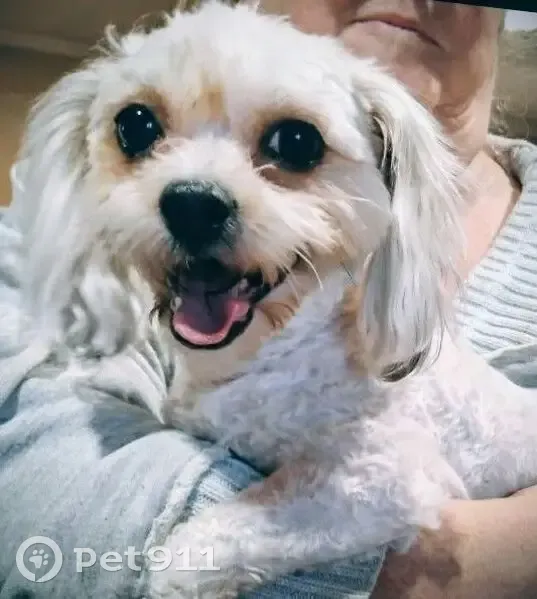 Lost Dog, Lauren Drive, 100, Booneville - Female with white poodle type coat - photo