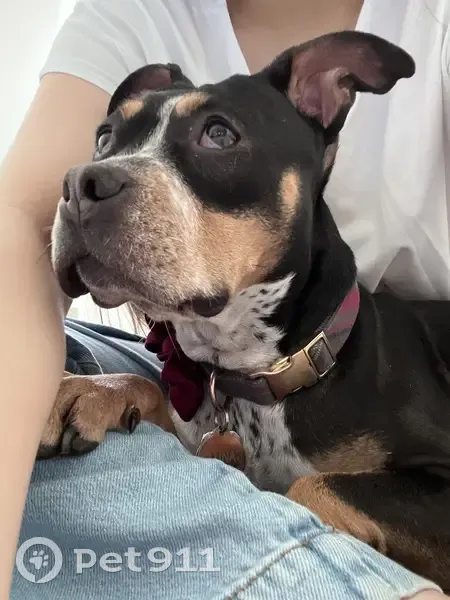 Lost Собака, Female, Sawback Square Northeast, 715, Leesburg - Staffordshire terrier mix - photo