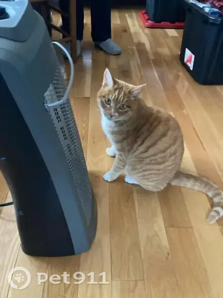 Lost Кошка, Hilliard Road, 2802, Henrico, Lakeside - small orange tabby with white chest - photo