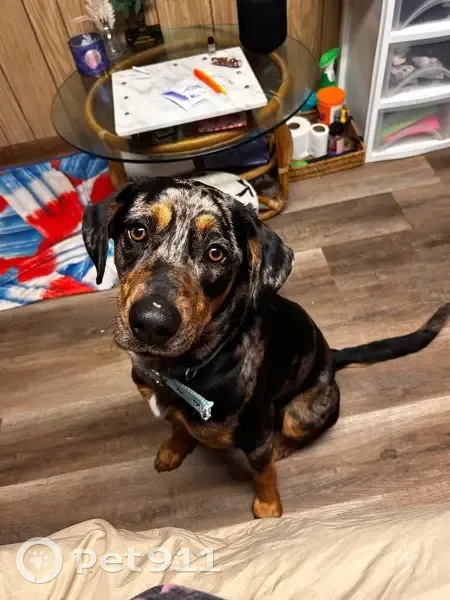 Lost Собака, Walnut Ridge, Arkansas - blue healer mix - photo