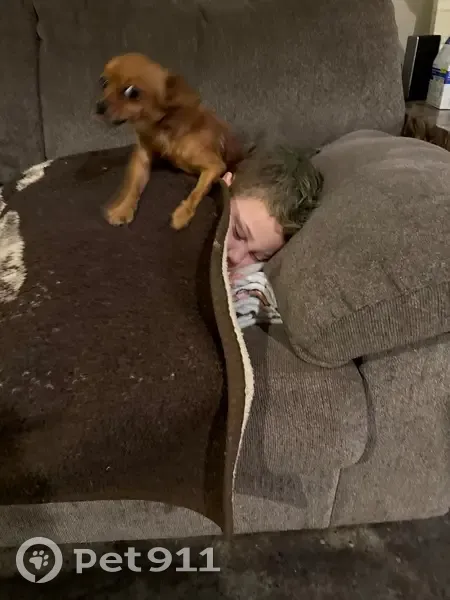 Lost Собака Male, County Road 318, 3682, Bono, Little Rock - very small and brown - photo