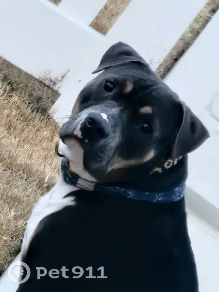 Lost Dog, Calpurnia Lane, 653, Calabash - slipped out of collar - photo