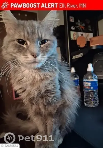 Lost кошка, Lowell Street Northwest, Elk River - grey with grey streaks, long hair - photo