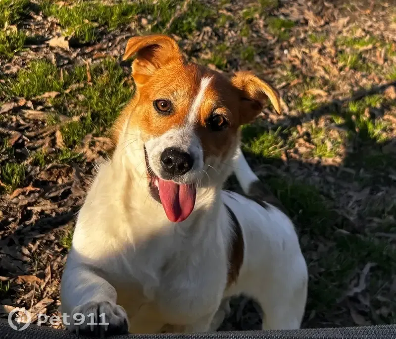 Lost Собака, Walnut Ridge, Arkansas - looks like a terrier, full of energy - photo