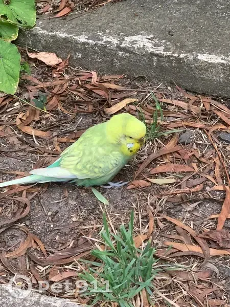 Yellow Bird Found on Ford Street, 70 - photo
