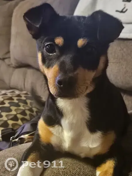 Lost Собака, State Route 49, 3370, Town of Hastings, Central Square - mostly black with tan and brown - photo