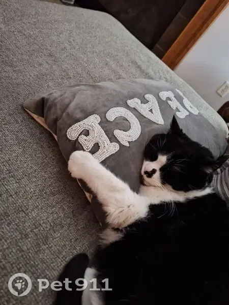 Lost Кошка, Male, Century Road, Farmington - older, black with white - photo