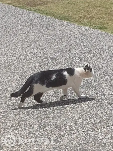 Friendly Black & White Cat Found in QLD - photo