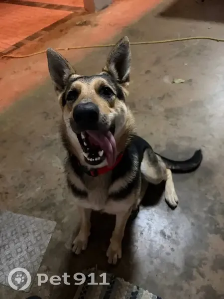 Lost Собака, Female, Water Track, 23, Ocala - 1 yr old German Shepard - photo