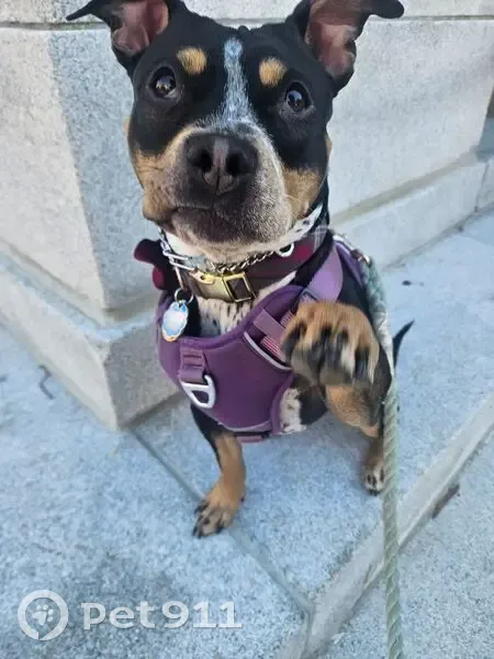 Lost Собака Female, Sawback Square, Leesburg - skittish and afraid of men - photo