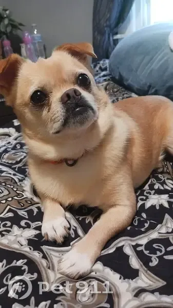 Lost Собака, Myrtle Street, 765, New Britain - small, yellow, responds to Thor - photo