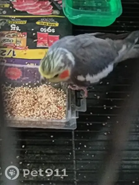 Friendly Cockatiel Found Near Pool in Adelaide - photo