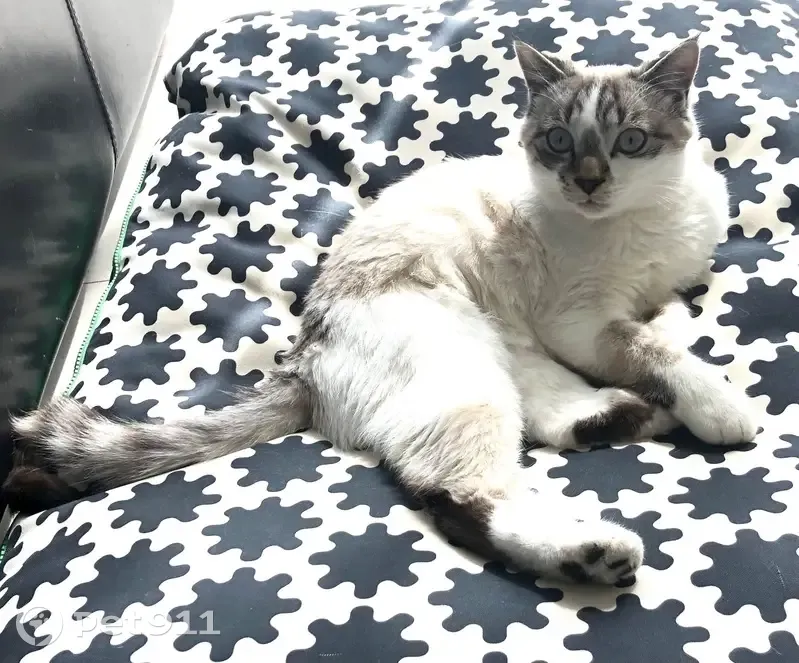 Perdu chat homme, Avenue Cyrnos, Nice - croisé siamois, pelage clair - photo