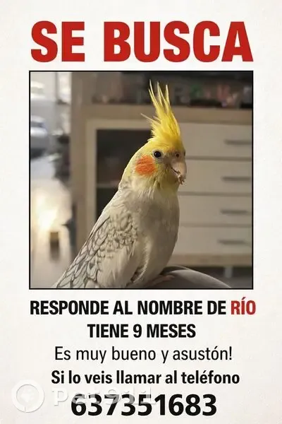 ¡Ave Perdida! Amarillo con Mofletes Naranjas - photo