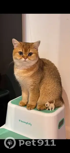 Gata Británica Chinchilla Perdida en Torrevieja - photo