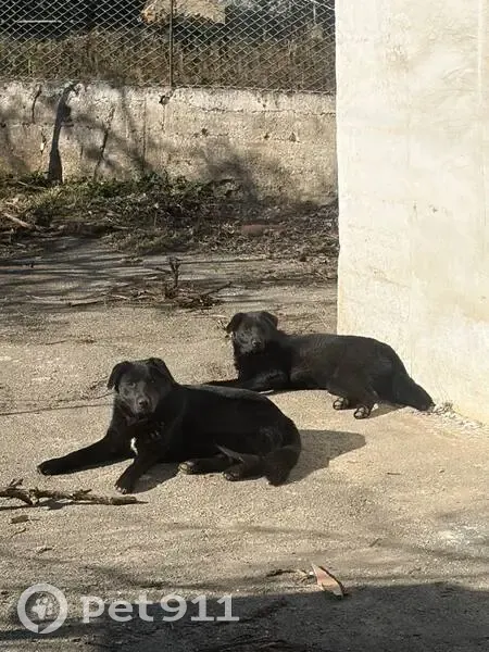 Зникли лабрадори в Діївці: допоможіть знайти! - photo