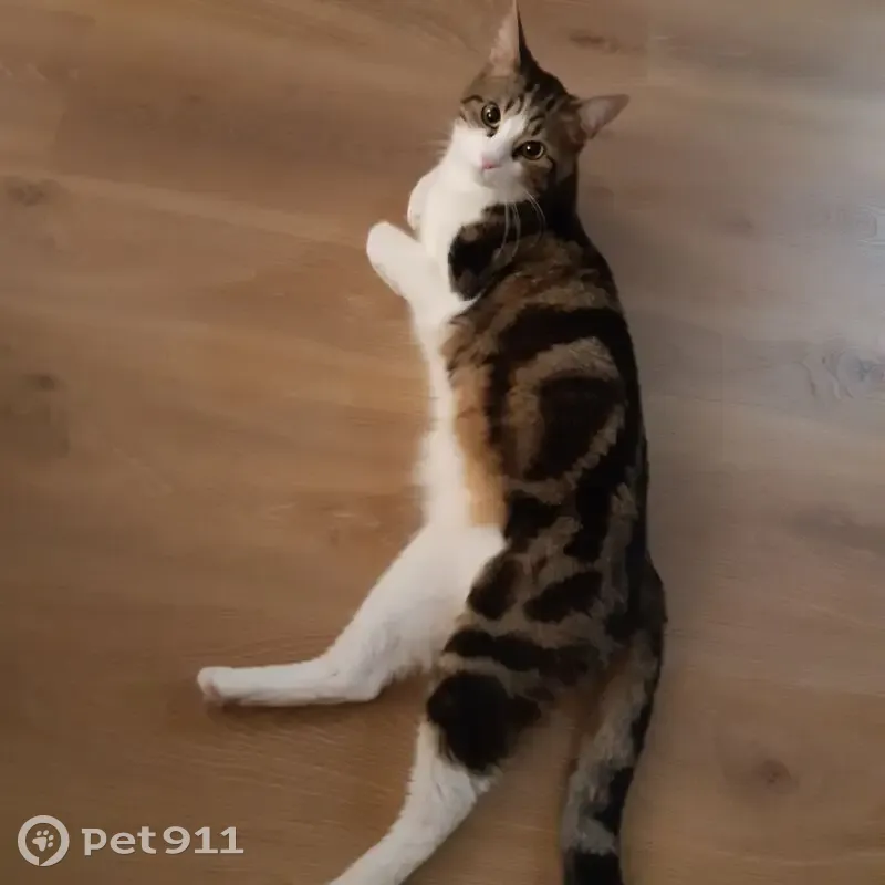 Trouvé chat mâle, Rue du Dolmen, 87, Cognac - photo