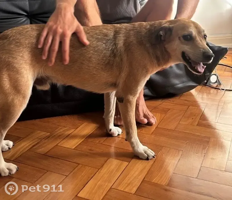 Cachorro perdido Macho (brl002437) - photo