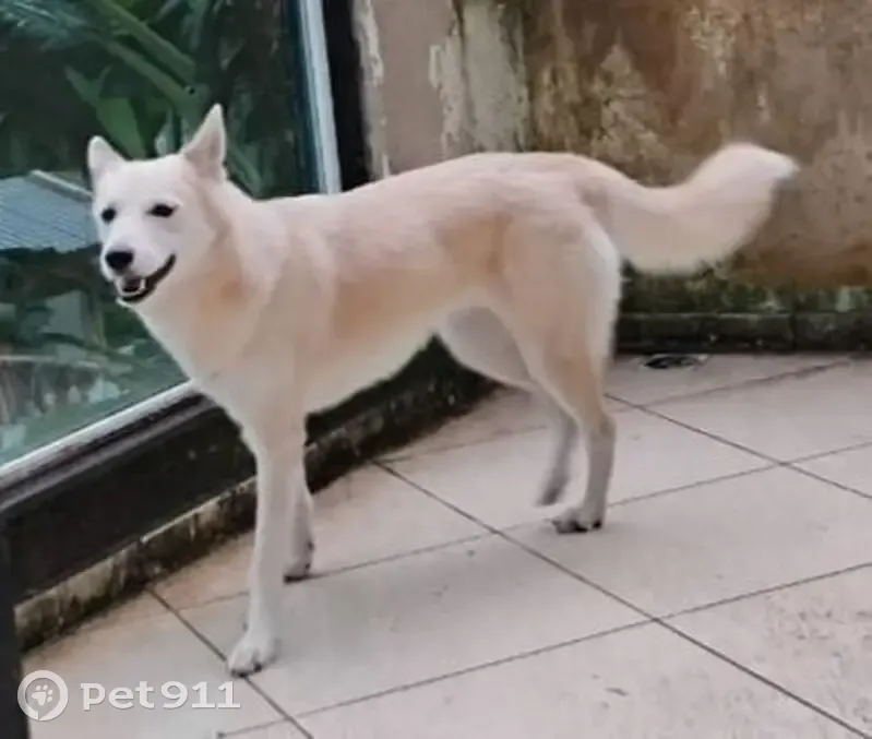 Cachorro encontrado - photo