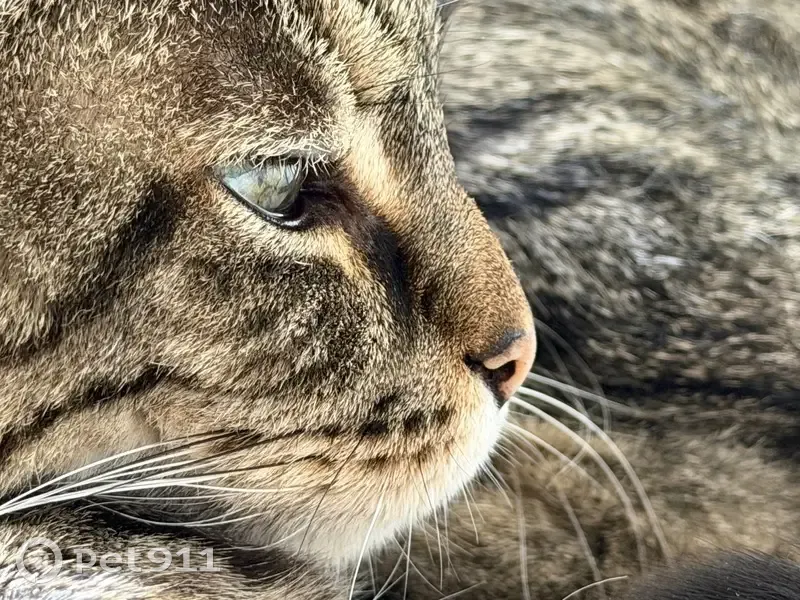 Perdu chat homme, Lyon, Auvergne-Rhône-Alpes - tigré noir et gris avec kyste - photo